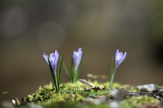 DSC_0716 (10)