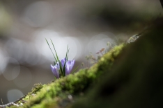 DSC_0716 (2)