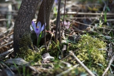 DSC_0716 (6)