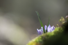 DSC_0716 (7)