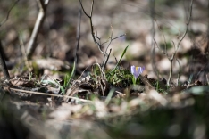_DSC0775
